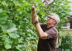 Madonietis Ojārs Šmits jau 20 gadus audzē vīnogas; viņš iesaka labākās šķirnes Latvijas apstākļiem