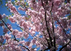 Vējš vairs nepūtīs tik stipri kā pēdējās dienās. Laika prognoze trešdienai