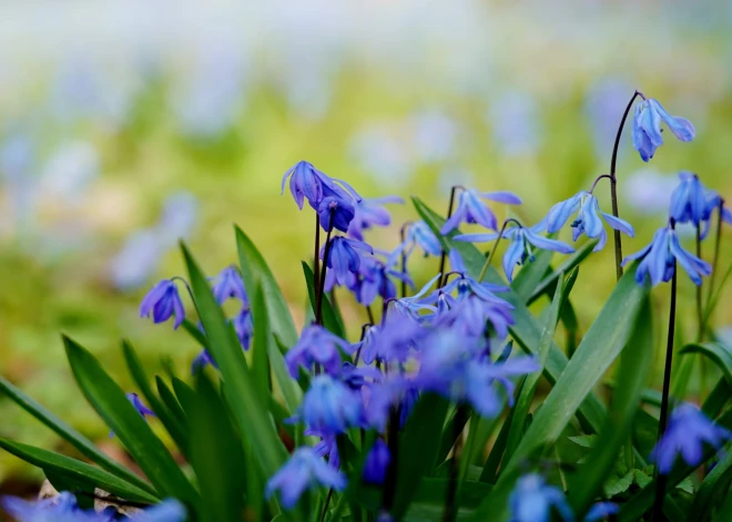Среда в Латвии пройдет спокойнее - ветра будет меньше ветра