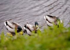 Trešdien Latvijā saglabāsies vēss un pārsvarā mākoņains laiks