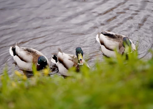 Gaisa temperatūra trešdien nepārsniegs +10 grādus.