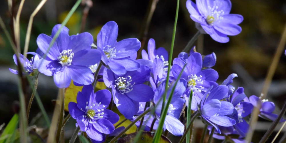 Posms no septembra līdz martam Latvijā - otrais sausākais novērojumu vēsturē.