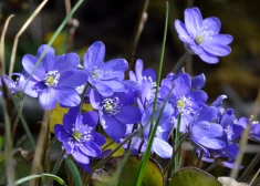 Sausums Latvijā sasniedzis vēsturiskus apmērus