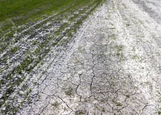 В Латвии зафиксировали одну из самых продолжительных засух в истории наблюдений