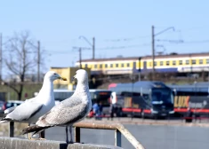 Plāno braucienu maija brīvdienās? Vivi vilcienu grafikos būs izmaiņas