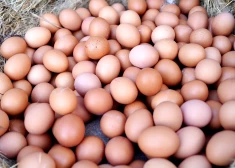 Vai olas kļūtu dārgākas? Jauna analīze apgāž bažas par sprostu aizliegumu