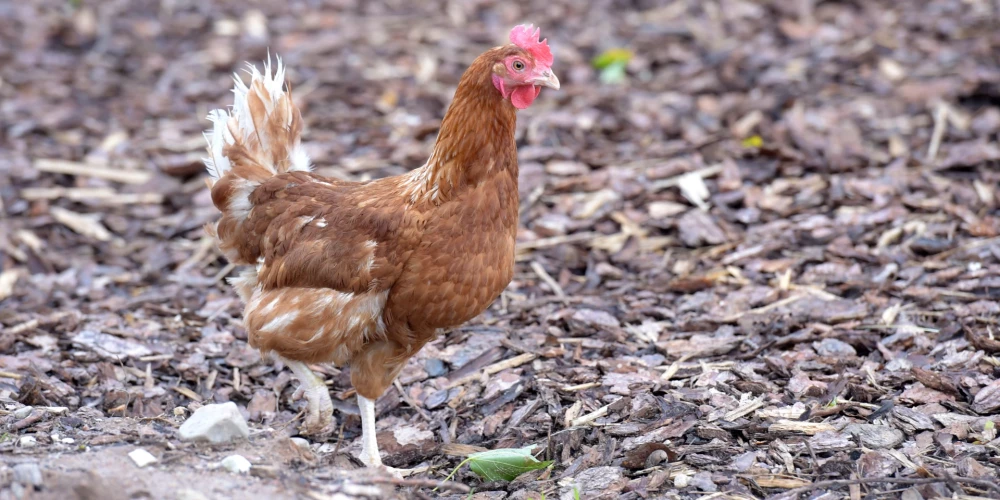 Pārtikas un veterinārais dienests mājputnu turētājiem atgādina par biodrošību.