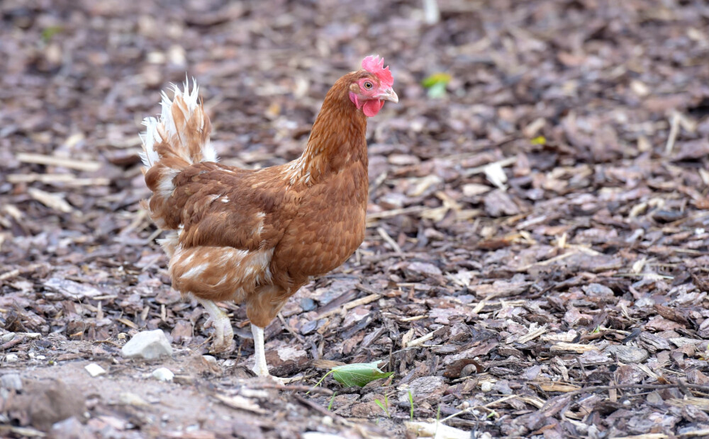 Pārtikas un veterinārais dienests ar svarīgu informāciju vēršas pie mājputnu turētājiem