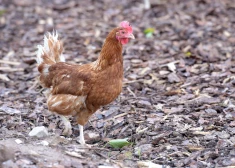 Pārtikas un veterinārais dienests ar svarīgu informāciju vēršas pie mājputnu turētājiem