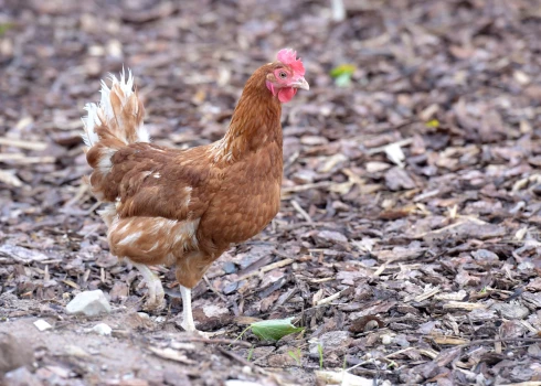 Pārtikas un veterinārais dienests mājputnu turētājiem atgādina par biodrošību. 