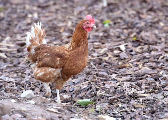 Pārtikas un veterinārais dienests ar svarīgu informāciju vēršas pie mājputnu turētājiem