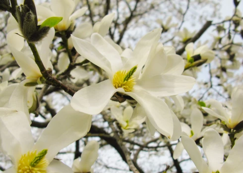 Rīgā sākusies magnoliju ziedēšanas sezona.