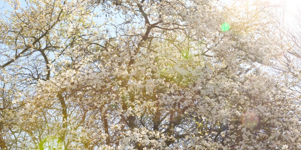 Rīgā sākusies magnoliju ziedēšanas sezona.