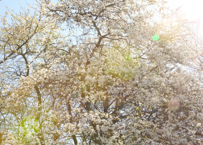Rīgā sākusies magnoliju ziedēšanas sezona.