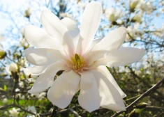 ФОТО: в Риге зацвели магнолии - Ботанический сад ЛУ приглашает насладиться весной