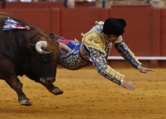 Vērsis uzdūra Spānijas "matadoru karali" uz raga. Cietušais stāsta, kā tagad spiests dzīvot. VIDEO