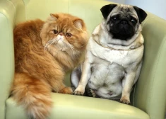 ES visiem suņiem un kaķiem būs jābūt apzīmētiem ar mikroshēmu