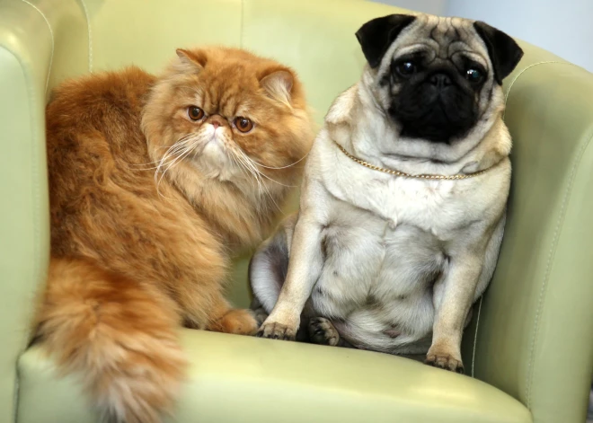 ES visiem suņiem un kaķiem būs jābūt apzīmētiem ar mikroshēmu