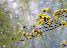 В четверг местами ожидается дождь и мокрый снег