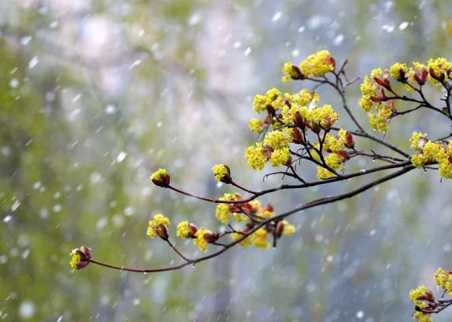 В четверг местами ожидается дождь и мокрый снег