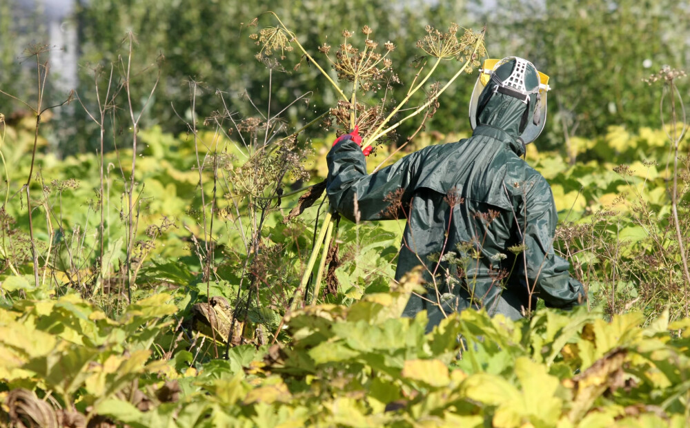 Mārupē aicina laicīgi sākt cīņu ar latvāņiem. Vērtīgi padomi cīņai ar šo invazīvo sugu