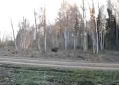 VIDEO: Igaunijā iemūžināta elpu aizraujoša dabas aina