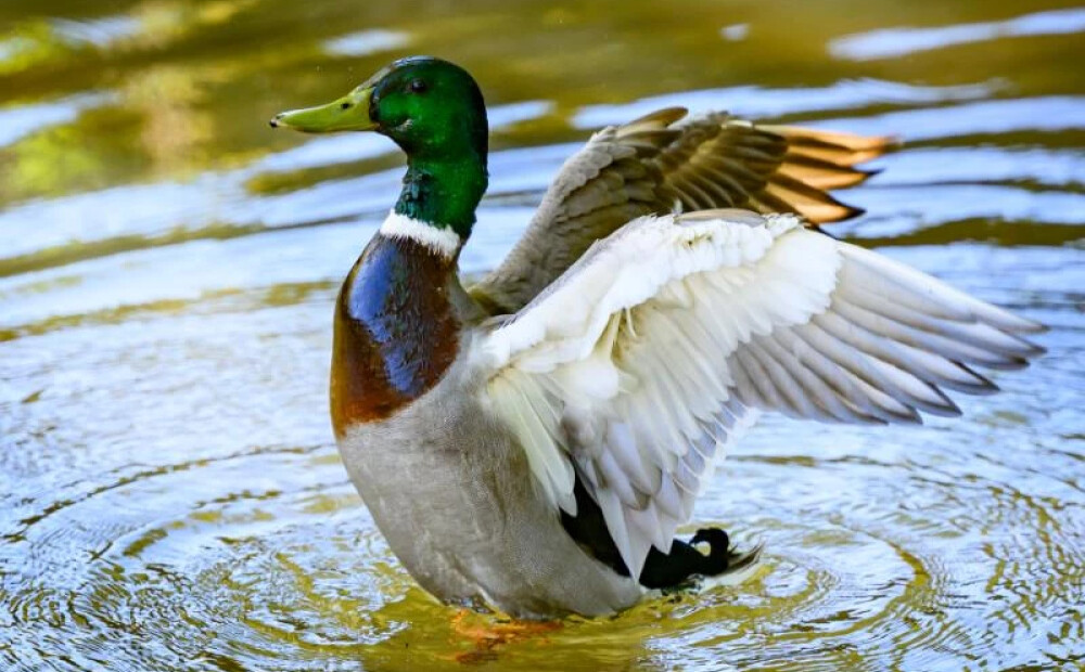Aprīļa pēdējā rītā Latviju pārsteidzis sals: dažviet gaiss atdzisis līdz -5 grādiem
