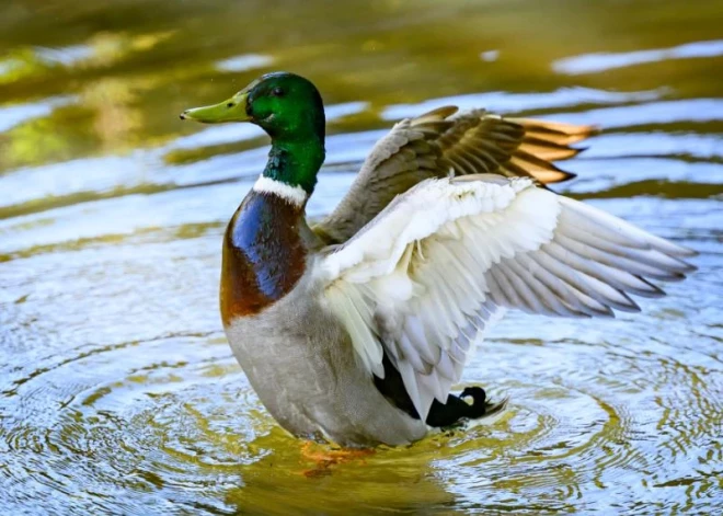 Aprīļa pēdējā rītā Latviju pārsteidzis sals: dažviet gaiss atdzisis līdz -5 grādiem