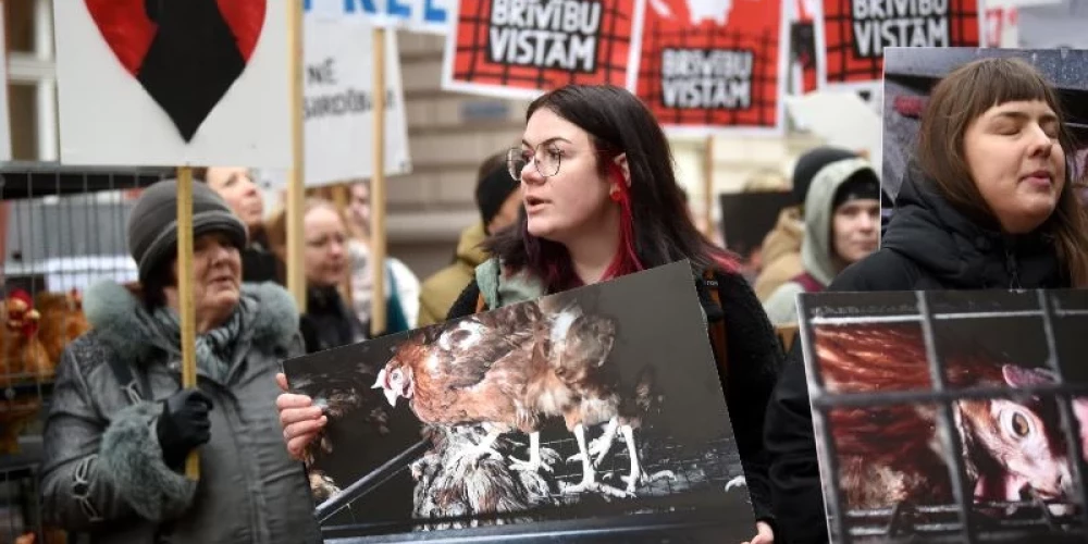 Piketā aicina aizliegt vistu sprostus Latvijā.