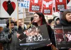  "Brīvību vistām!" Pie Saeimas protestē pret dējējvistu turēšanu sprostos