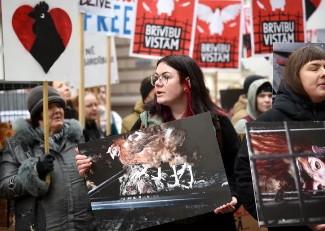  "Brīvību vistām!" Pie Saeimas protestē pret dējējvistu turēšanu sprostos