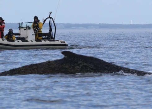 Kuprvalis vairāk nekā mēnesi bija iestrēdzis Baltijas jūras seklajos ūdeņos Vācijas piekrastē.