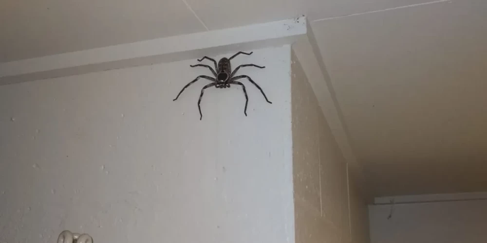 Džeika ģimene zirnekli nodēvējusi par Šarloti.