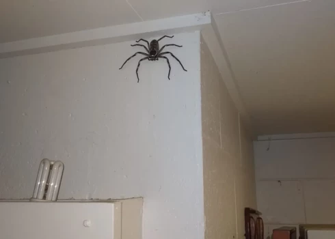 Džeika ģimene zirnekli nodēvējusi par Šarloti.