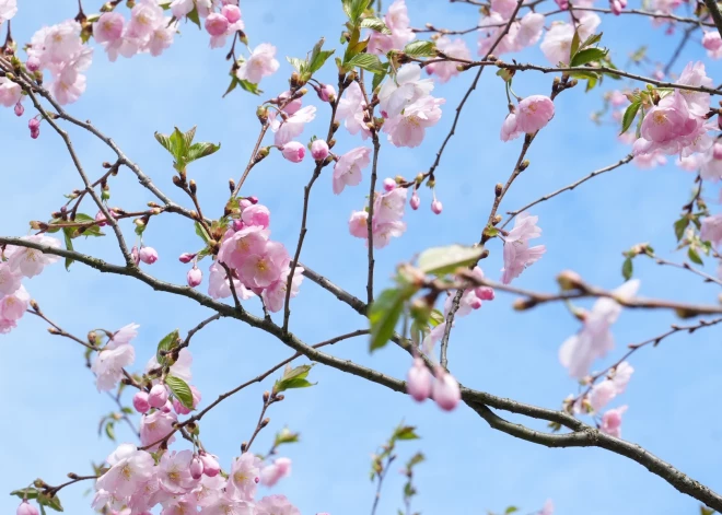 Sinoptiķi sola siltāko dienu kopš septembra — maija pirmajā dienā gaiss iesils līdz +20 grādiem