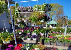 Rožu laukums pārvērtīsies ziedošā dārzā: Liepājā gaidāms lielais stādu tirgus “Pavasaris ziedos”