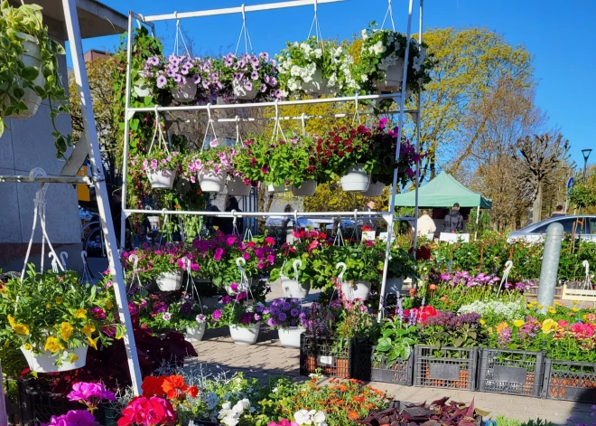 Rožu laukums pārvērtīsies ziedošā dārzā: Liepājā gaidāms lielais stādu tirgus “Pavasaris ziedos”