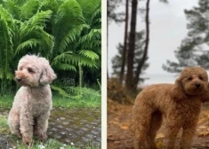 Jūrmalā meklē ļoti bailīgu pūdelīti un sola prāvu atlīdzību