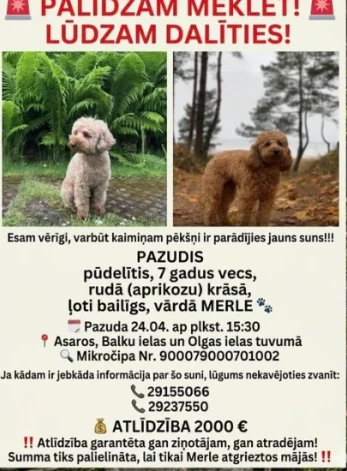 Paziņojums par Merles meklēšanu (ekrānuzņēmums no "Facebook")