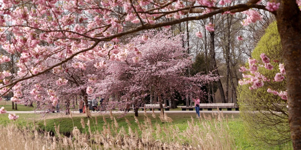 Sakuras Uzvaras parkā.