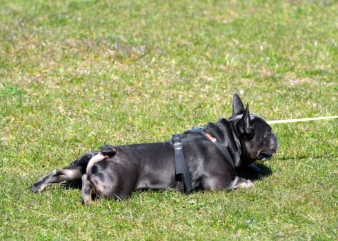Pirmo reizi šajā gadā gaisa temperatūra Latvijā pakāpusies virs +20 grādiem. 