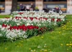 Более 30 мест в Риге украсят праздничными клумбами к 825-летию столицы