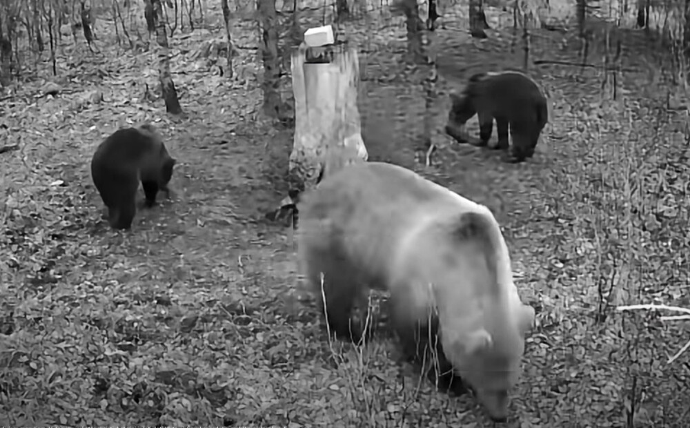 FOTO: Siguldas pusē manīta lāču mamma ar diviem lācēniem