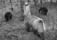 FOTO: Siguldas pusē manīta lāču mamma ar diviem lācēniem