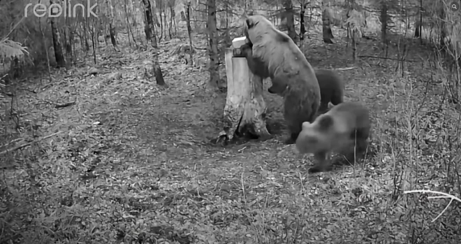 Siguldas pusē manīta lāču mamma ar diviem mazuļiem.