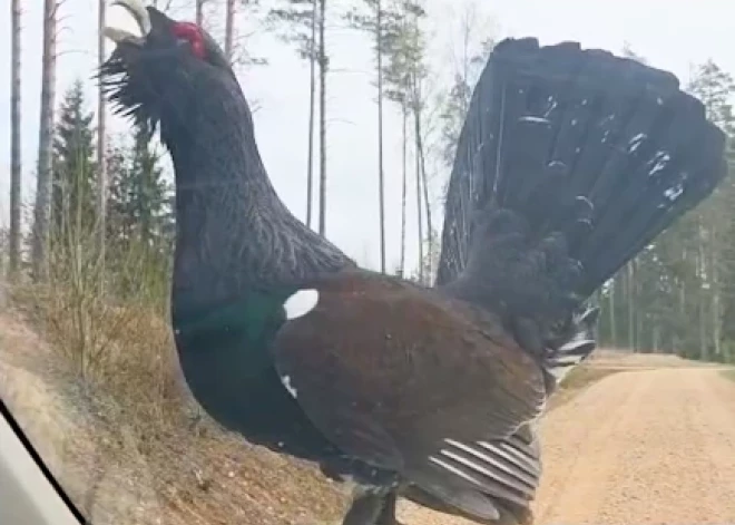 VIDEO: bravūrīgs mednis uzrīko riesta deju uz “Latvijas valsts mežu” darbinieces auto