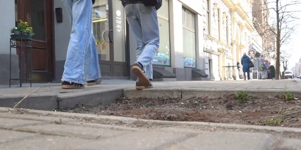 В центре Риги яму на месте дерева не засыпают месяцами.