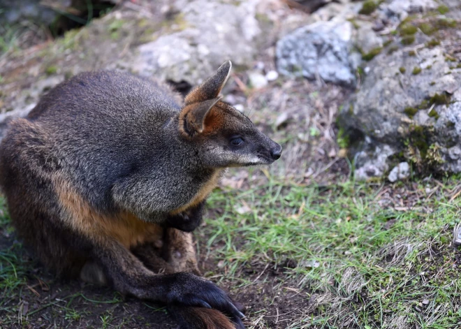 Ogres pusē mini zoodārza apmeklētāju ļaunprātīgas rīcības dēļ izbēguši vairāki dzīvnieki
