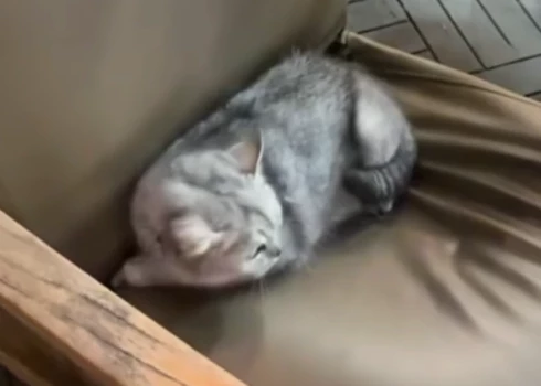 Izglābies kaķis (ekrānuzņēmums no video)