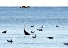 Baltijas jūrā identificē dabas vērtības; iedzīvotājus aicina uz sabiedrisko apspriešanu